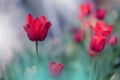 Red Tulip Flowers Garden.Abstract Macro Photos.Artistic Nature Background.Floral Design.Colorful Wallpaper.Spring.Celebration,love Royalty Free Stock Photo