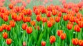 Tulip. colorful tulips. beautiful orange tulips blooming in the