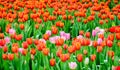 Tulip. colorful tulips. beautiful orange tulips blooming in the