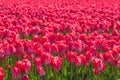 Tulip. Colorful tulips in the garden