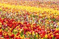 Tulip. Colorful tulips in the garden