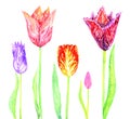 Tulip colorfull flowers variety set