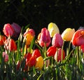 Tulips in a variety of colors planted in country hedgerow in springtime Royalty Free Stock Photo