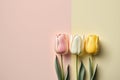 tulip concept pastel floral header Royalty Free Stock Photo