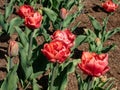 Tulip \'Copper image\' blooming with fully double copper, orange and pink flowers