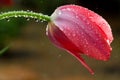 Tulip covered in rain droplets Royalty Free Stock Photo