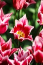 Tulip crown Royalty Free Stock Photo