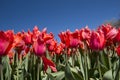 Tulip Culture, Holland