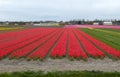Tulip Culture, Holland