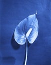 tulip in cyanotype style