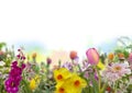 Tulip, daffodils and defocused colored flowers in spring garden with white background