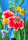 Tulip and dafodil arrangement Royalty Free Stock Photo