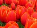Tulip Darwin Hybrid Ad Rem. Red tulip with yellow edges flower bed. Royalty Free Stock Photo