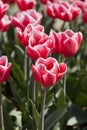Tulip Debutante flowers in spring Royalty Free Stock Photo