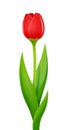 Tulip. Decorative garden flower. Vector illustration. Royalty Free Stock Photo