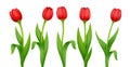 Tulip. Decorative garden spring flower. Vector illustration. Royalty Free Stock Photo