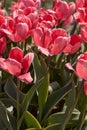 Tulip Design Impression pink flowers in spring