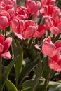 Tulip Design Impression pink flowers in spring