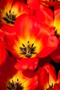 Tulip Detail Royalty Free Stock Photo