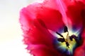 Tulip detail Royalty Free Stock Photo