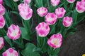 Tulip Detsit Triumph Group grown in the park.