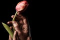 Tulip in dirty male hand Royalty Free Stock Photo