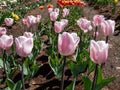 Tulip \'Douglas bader\' blooming with single, streaked, pink flowers fading to paler pink inside in the garden in Royalty Free Stock Photo