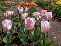 Tulip \'Douglas bader\' blooming with single, streaked, pink flowers fading to paler pink inside in the garden in Royalty Free Stock Photo