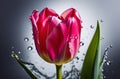 Tulip in droplets of water Royalty Free Stock Photo