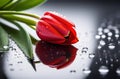 Tulip in droplets of water Royalty Free Stock Photo