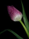 Tulip and drops, flower macro photography