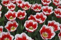 Tulip Dutch DesignÃÂ® Triumph Group grown in the park.