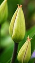 Tulip in early spring, tulips bloom in the garden