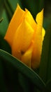Tulip in early spring, tulips bloom in the garden
