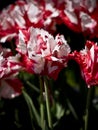Tulip Estelle Rijnveld-redwhite
