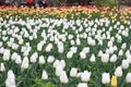 Tulip exhibition
