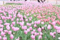 Tulip exhibition