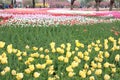 Tulip exhibition