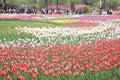 Tulip exhibition