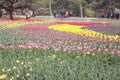 Tulip exhibition