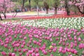 Tulip exhibition