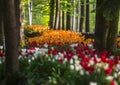 Tulip exhibition in Volcji potok Arboretum Royalty Free Stock Photo