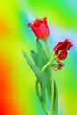 Fabio tulips, red petals tipped with yellow fringed edges on colorful background Royalty Free Stock Photo