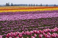 Tulip Farm Royalty Free Stock Photo