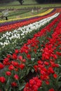 Tulip farm Royalty Free Stock Photo