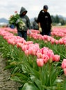 Tulip farm workers Royalty Free Stock Photo