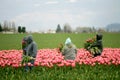 Tulip farm workers Royalty Free Stock Photo