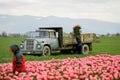 Tulip farm workers Royalty Free Stock Photo