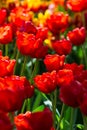 Tulip feast Royalty Free Stock Photo