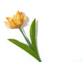 Tulip Felt Flower Royalty Free Stock Photo